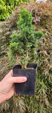 Chamaecyparis obtusa 'Rezek'
