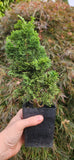 Chamaecyparis obtusa 'Rezek'