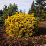 Carstens Winter Gold mugo pine is cold hardy to Zone 2.  This photo shows a mature plant in it's natural untrimmed shape.  Needs winter chill to bring on the gold.  