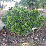 Chamaecyparis obtusa ‘HAGE’
