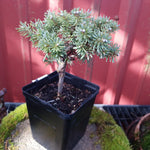 Abies koreana ' Blauer Eskimo'