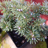 Abies koreana ' Blauer Eskimo'