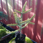 Picea stitchensis 'Haida'