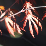 Acer shirsawanum 'GLORIA'