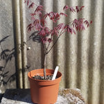 Acer shirsawanum 'GLORIA'