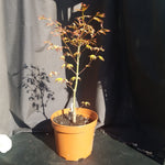 Acer palmatum 'Ikandy'