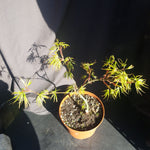 Acer palmatum 'Spring Delight'