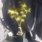 Acer palmatum 'Taro Yuma'