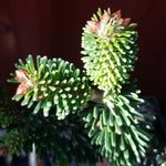 Abies nordmanniana 'Munsterland'    Münsterland Nordmann Fir