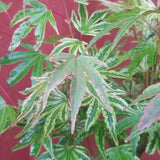 Acer palmatum 'Ikandy'