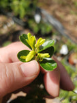 BUXUS microphylla VARDAR VALLEY Miniature boxwood
