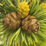 Pinus parviflora 'Kinpo'