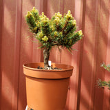 Pinus parviflora 'Kinpo'