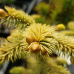 Picea stitchensis 'Haida'