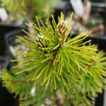 Pinus mugo CARSTEN’S WINTERGOLD