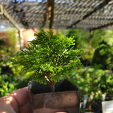 Chamaecyparis obtusa ‘HAGE’