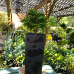 Chamaecyparis obtusa ‘HAGE’