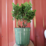 Joel Spingarn  Narrow upright Chamaecyparis