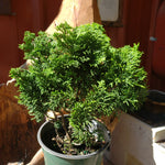 Joel Spingarn  Narrow upright Chamaecyparis