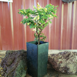 Chamaecyparis pisifira 'Gold dust'