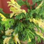 Chamaecyparis pisifira 'Gold dust'
