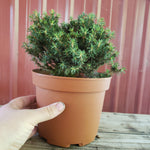 Picea abies  'Jessy'