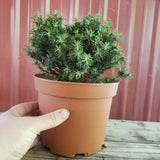 Picea abies  'Jessy'