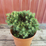 Picea abies  'Jessy'