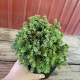 Picea Glauca 'Echiniformis'