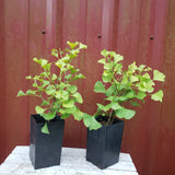 Ginkgo biloba 'Tschi Tschi'