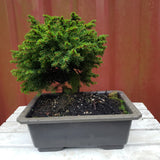 Bonsai Picea abies 'Little Gem'