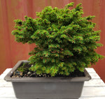 Bonsai Picea abies 'Little Gem'