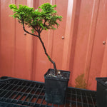 'Verdonii' Chamaecyparis obtusa