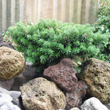 ABIES koreana ‘CIS’ 