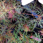 Acer palmatum dissectum ‘BABY LACE’ HIGH GRAFT