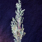 Chamaecyparis lawsoniana 'BLUE SURPRISE'