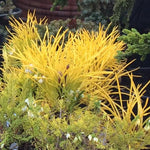 Pinus mugo CARSTEN’S WINTERGOLD