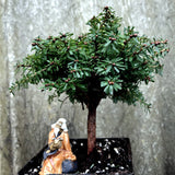 Tsuga diversifolia 'Loowitt'