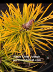Pinus contorta ‘CHIEF JOSEPH’