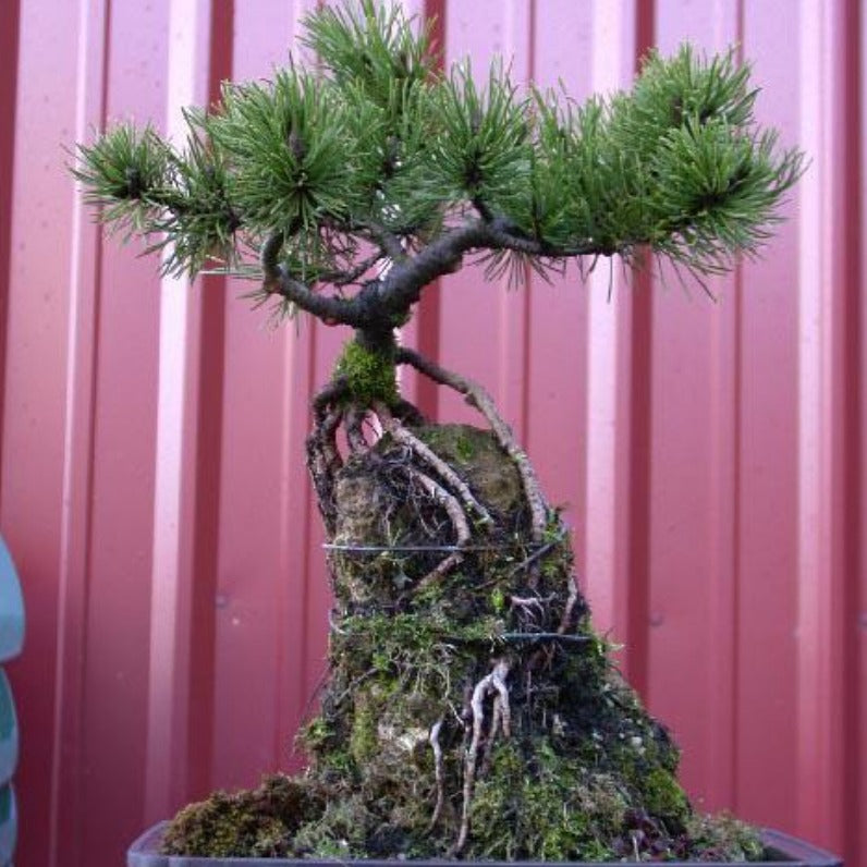 Pinus mugo 'VALLEY CUSHION' – MiniForest