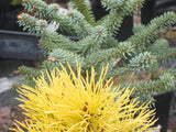 Pinus Chief Joseph New Years Day color