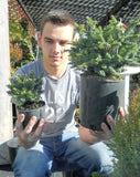 Abies balsamea 'Piccolo' MINIATURE BALSAM FIR