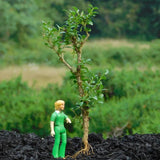 Buxus sinica v insularis ASIAN BOXWOOD