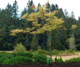 Acer palmatum dissectum ‘BABY LACE’ HIGH GRAFT