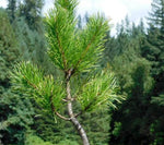 Pinus contorta Chief Joseph summer color