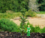 Ilex crenata ‘DWARF PAGODA’
