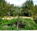 Acer palmatum ‘INABA SHIDARE‘