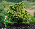Cryptomeria japonica ‘RYOKO GYOKU’