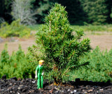 Picea abies ‘TOMPA’